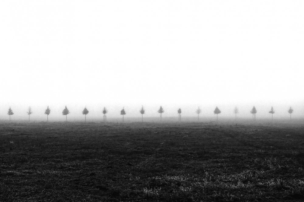 Árboles en un campo brumoso de Vanja Tajnsek
