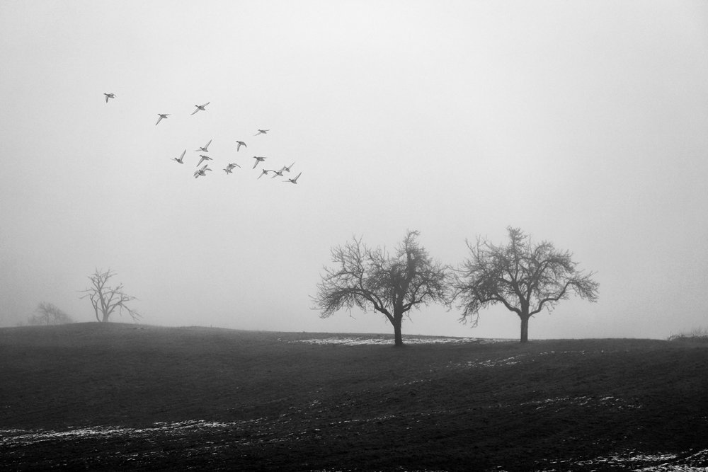 Árboles envueltos en niebla y pájaros de Vanja Tajnsek