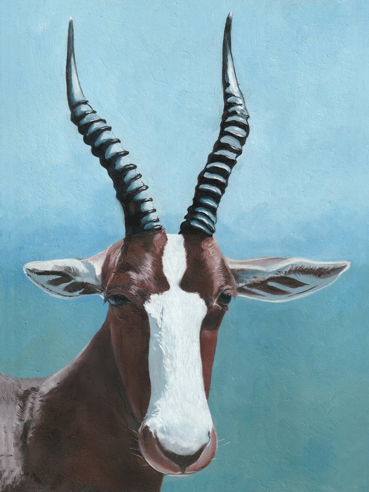 La mirada del blesbok africano de Viccy Wanliss