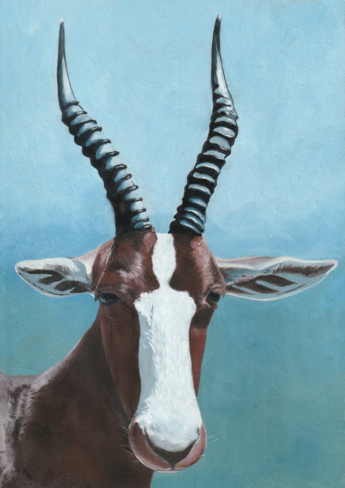 Retrato de un antílope blesbok de Viccy Wanliss