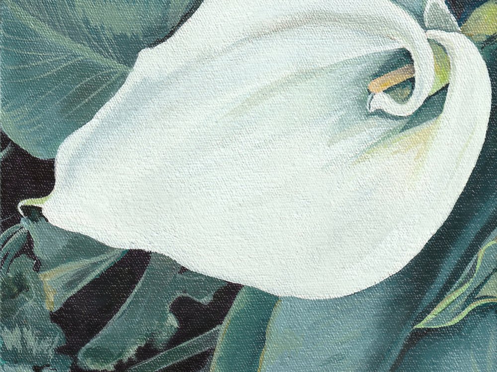 Elegante flor de cala de Viccy Wanliss