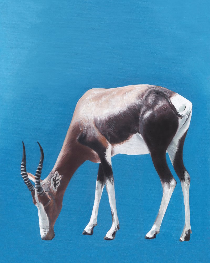 Antílope bontebok pastando de Viccy Wanliss