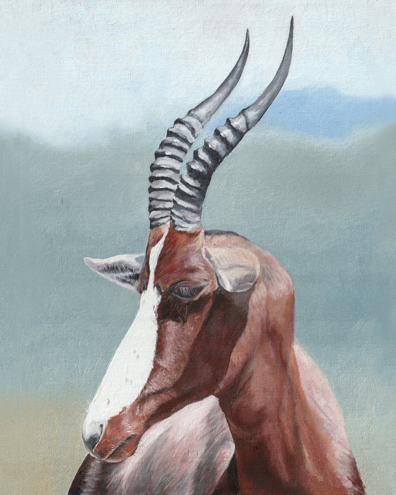 Perfil del majestuoso blesbok de Viccy Wanliss