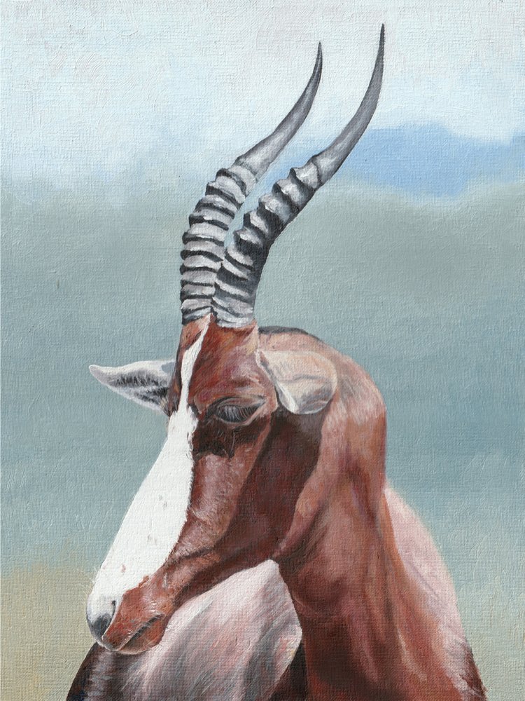 Retrato de un blesbok sereno de Viccy Wanliss