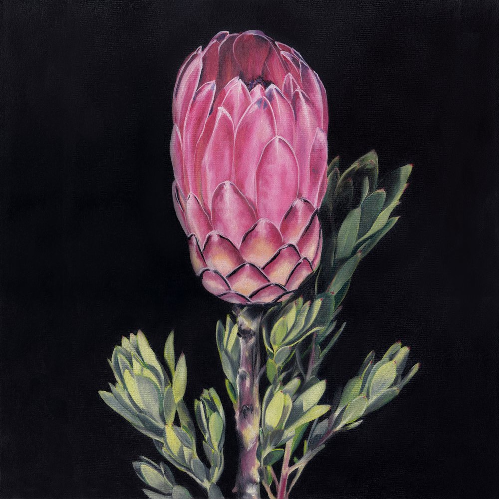 Una protea rosa llamativa de Viccy Wanliss