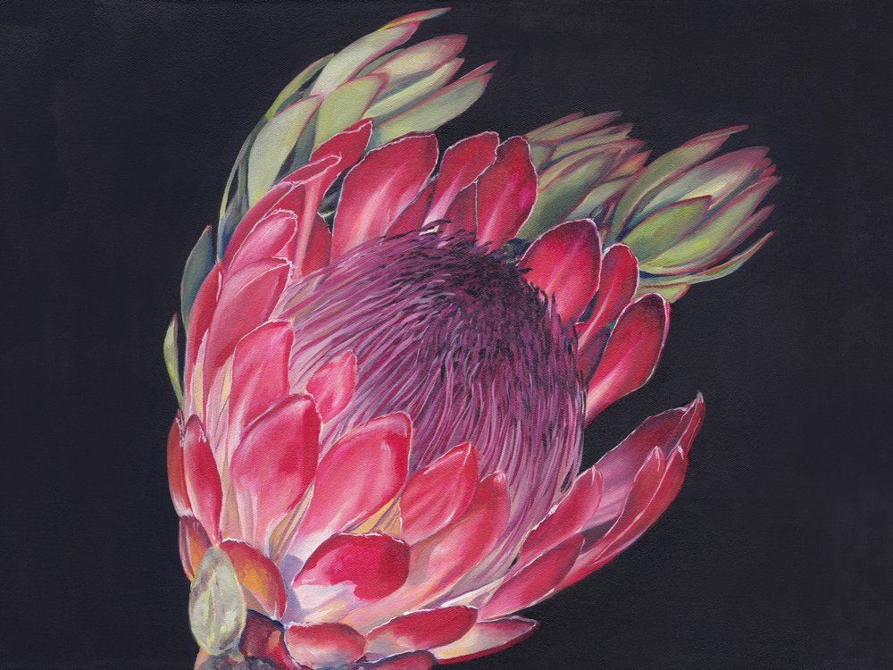 Protea real de colores vivos de Viccy Wanliss