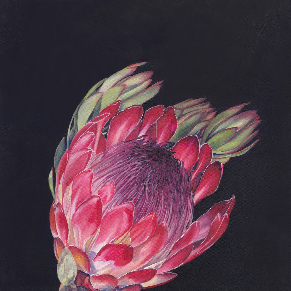 Protea rosa intenso de Viccy Wanliss