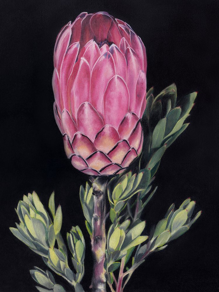 Protea rosa intenso de Viccy Wanliss