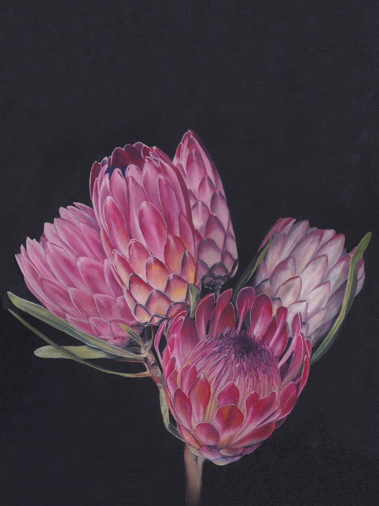 Proteas de un rosa intenso de Viccy Wanliss