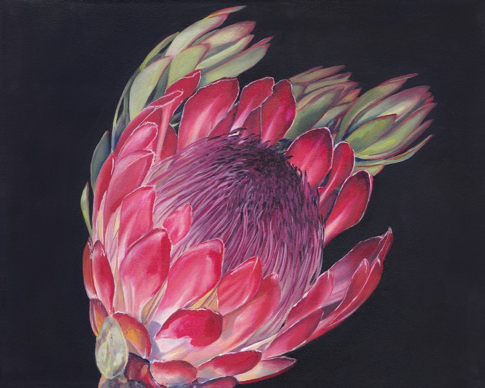 Una flor de protea de colores vivos de Viccy Wanliss