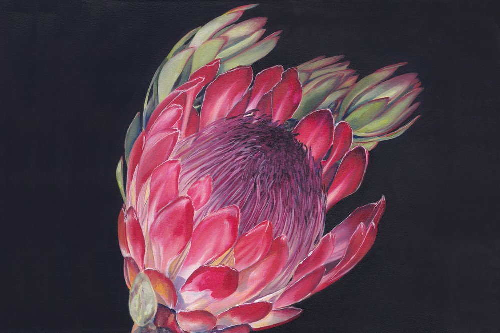 Una flor de protea de colores vivos de Viccy Wanliss
