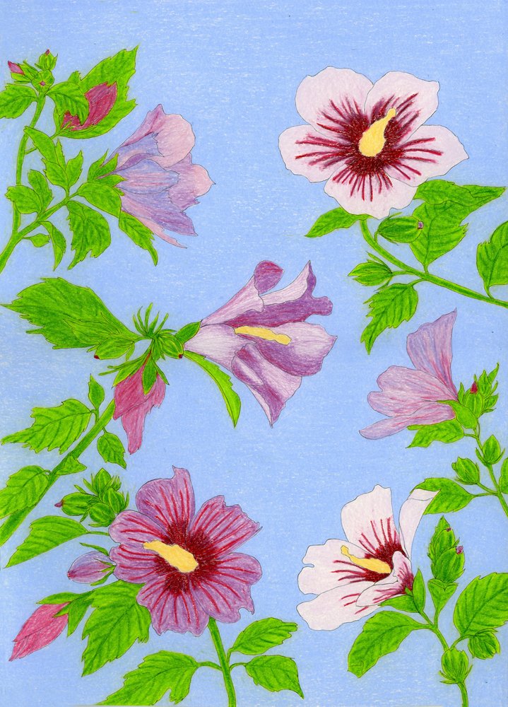 Flores de hibisco en flor de Viktoriia Saunina