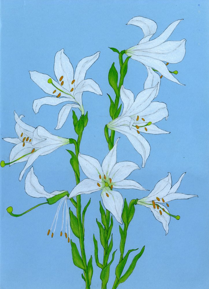 Elegantes lirios blancos de Viktoriia Saunina