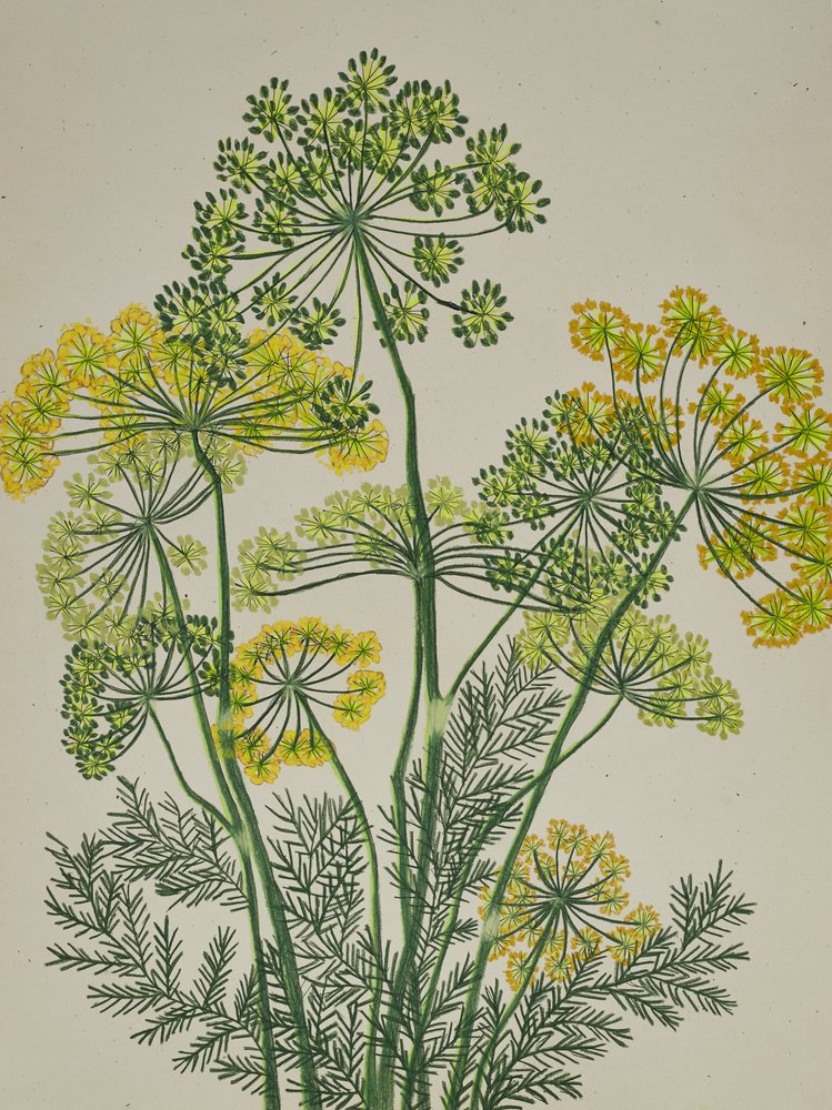 Eneldo amarillo fresco de Viktoriia Saunina