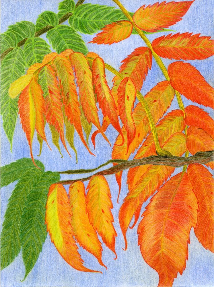 Hojas otoñales de vivos colores de Viktoriia Saunina