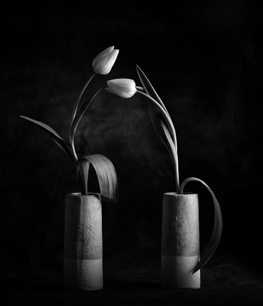 Elegantes tulipanes blancos y negros de Xavi Heredia