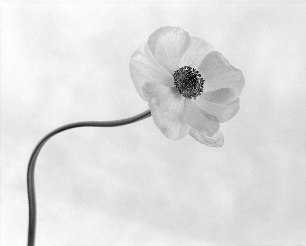 Elegante flor de anémona de Xavi Heredia