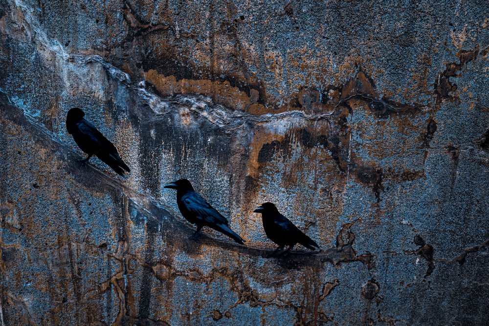 Tres cuervos, pared oscura de Yasutaka Sameshima