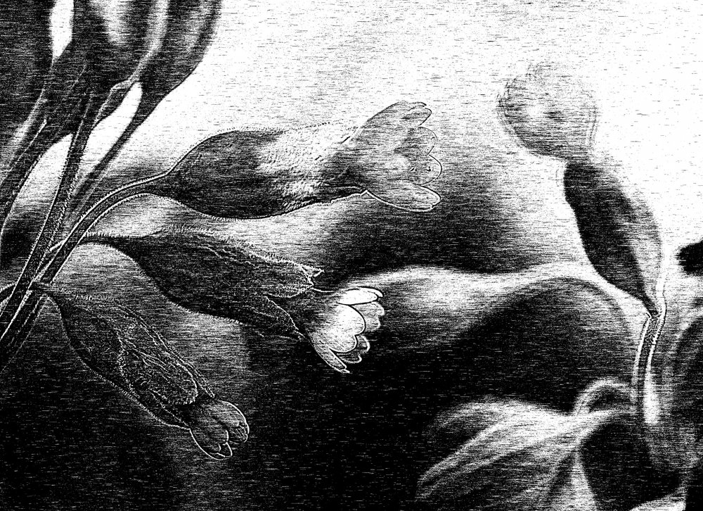 Delicado dibujo floral de Ylva Sjögren