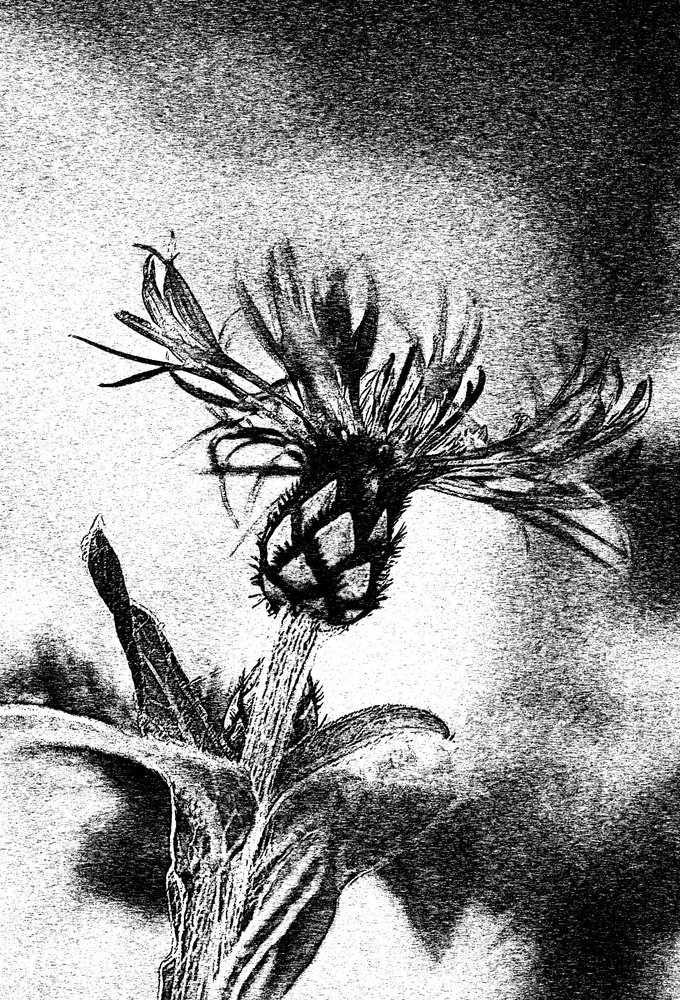 Delicado boceto de flor de Ylva Sjögren