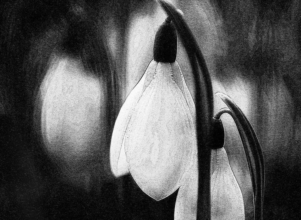 Delicados campanillos de invierno de Ylva Sjögren