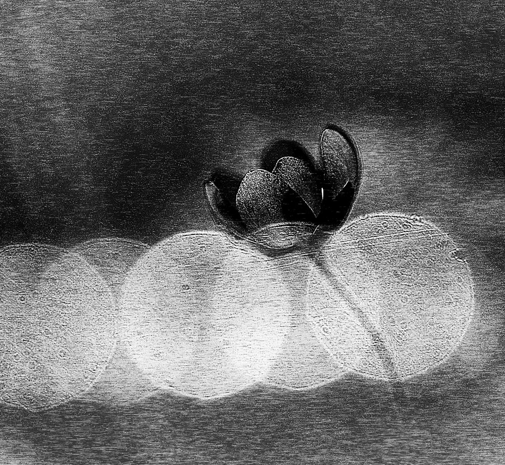 Elegante floración oscura de Ylva Sjögren