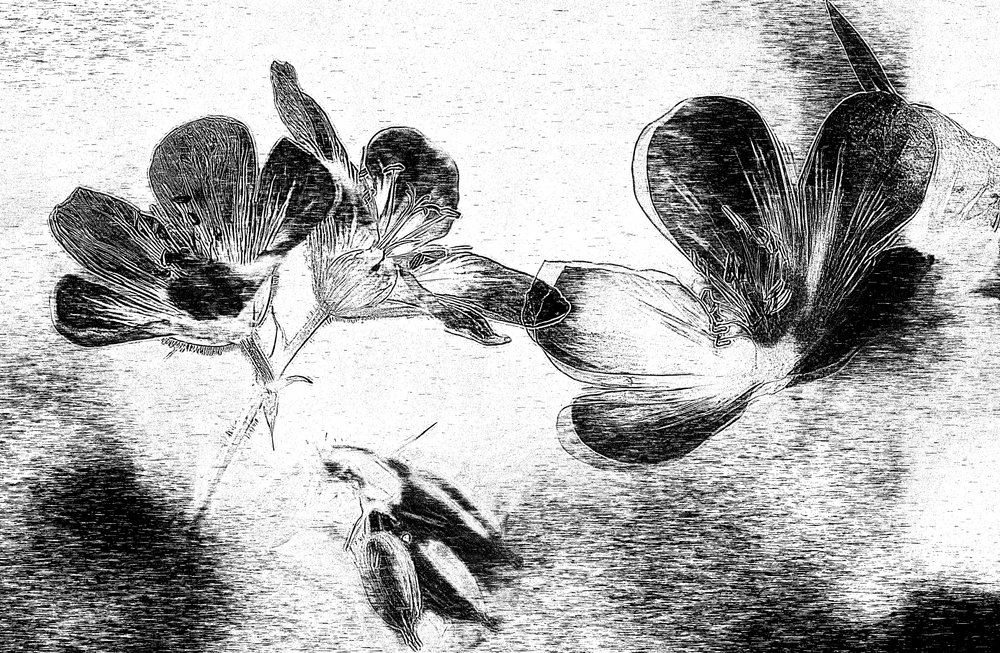 Elegante dibujo floral de Ylva Sjögren