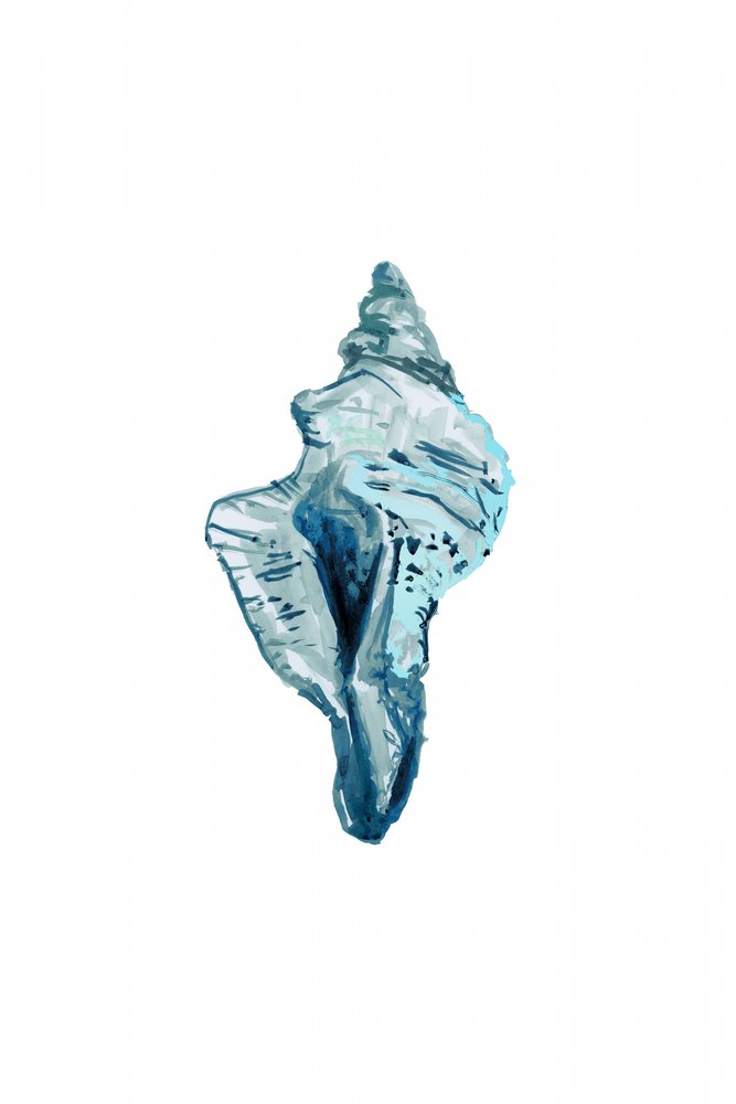 Concha de caracol azul de cartissi