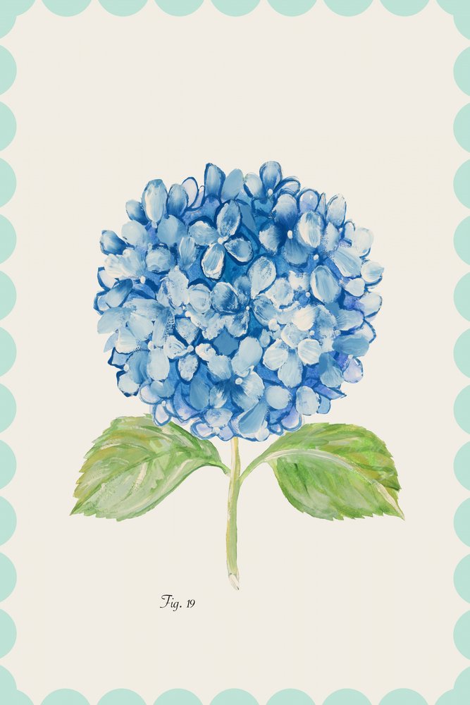 Ilustración de una hortensia azul de cartissi