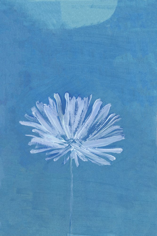 Flor de la Luna Azul de cartissi