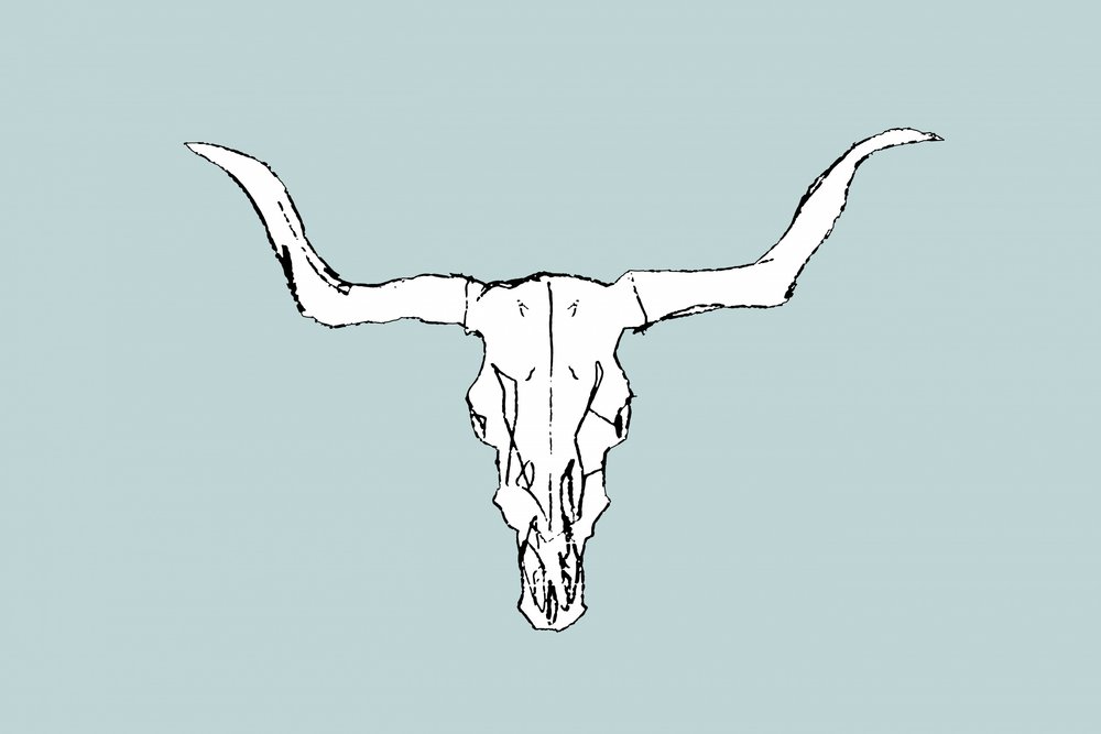 Cráneo de toro del desierto de cartissi