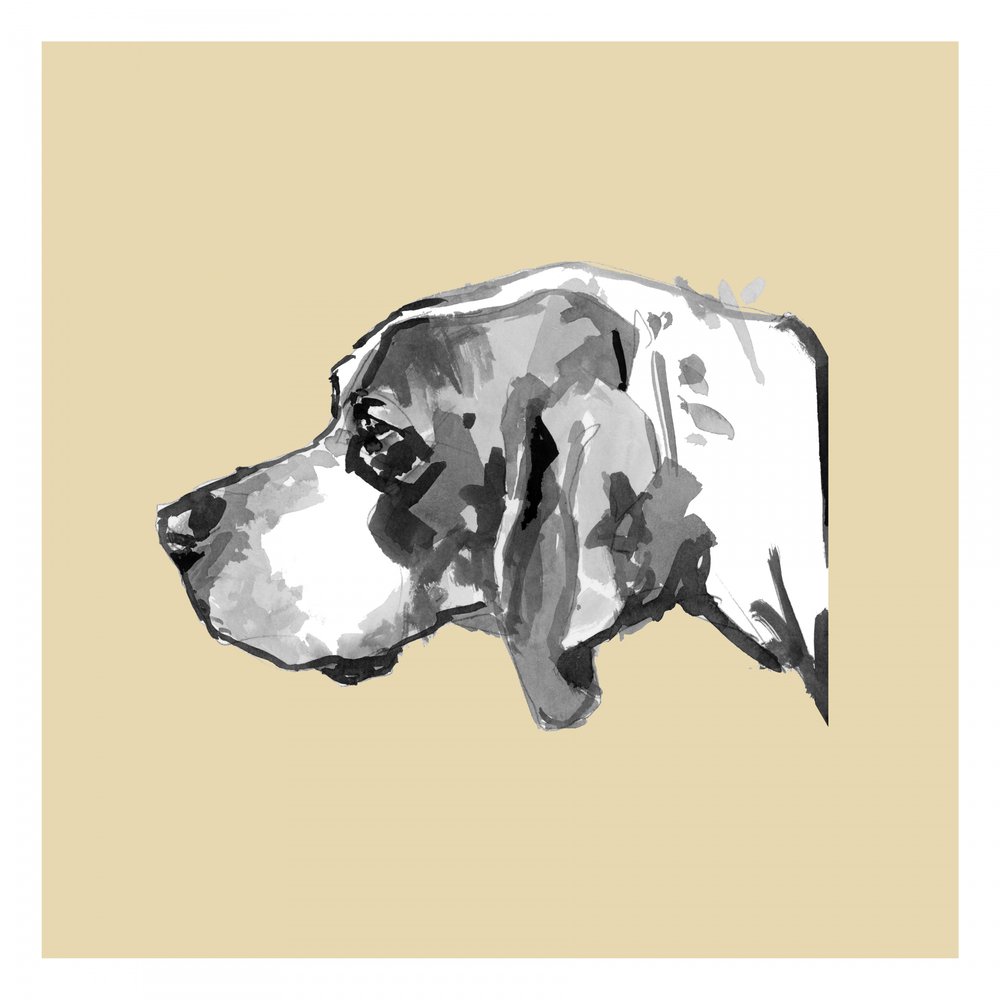 Perfil de un perro elegante de cartissi