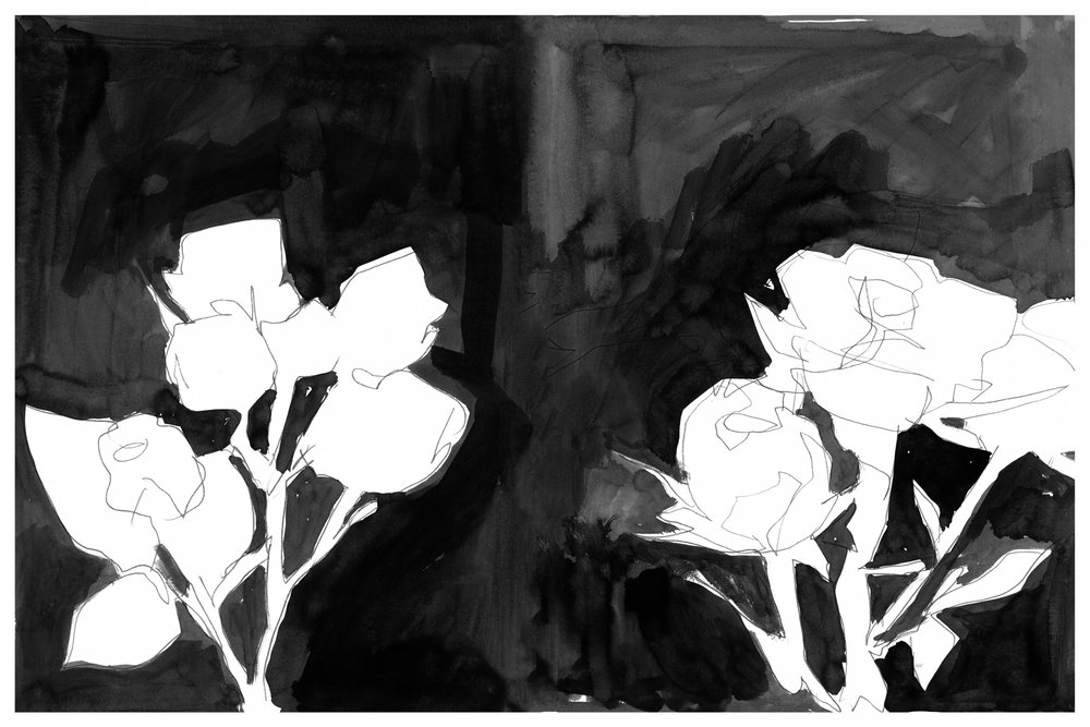 Elegantes flores nocturnas de cartissi