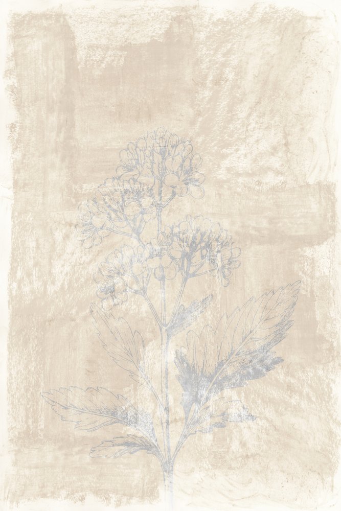 Boceto botánico descolorido de cartissi