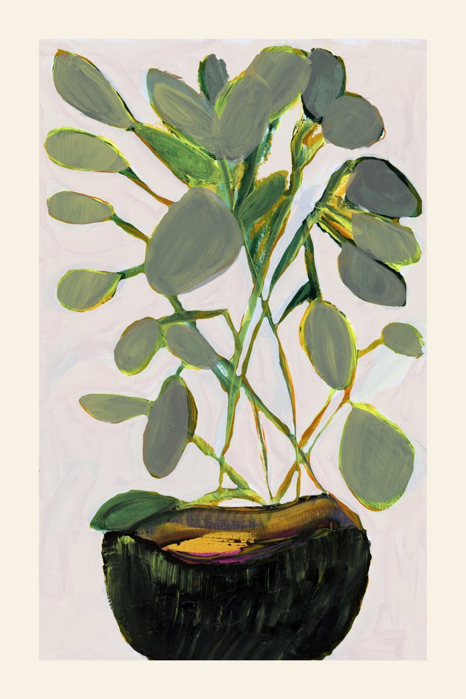 Planta de interior de follaje frondoso de cartissi