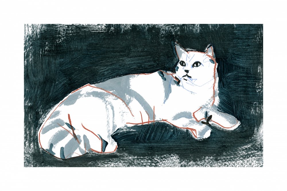 El gato blanco mentiroso de cartissi