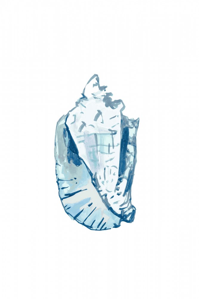 Caracola azul océano de cartissi