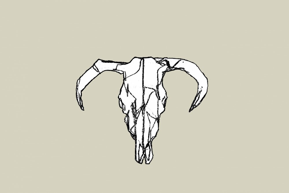 Cráneo de toro rústico de cartissi