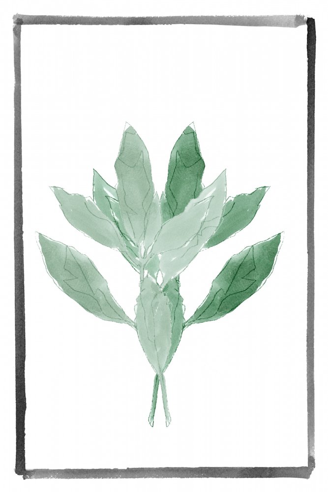 Verde suave botánico de cartissi