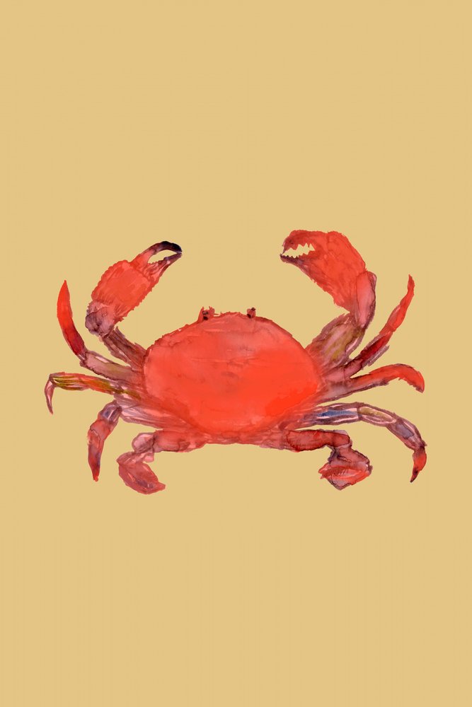 Cangrejo rojo intenso de cartissi