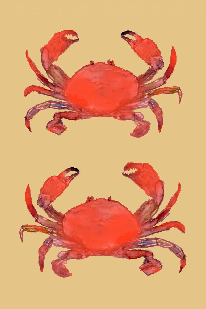 Cangrejos rojos de colores vivos de cartissi
