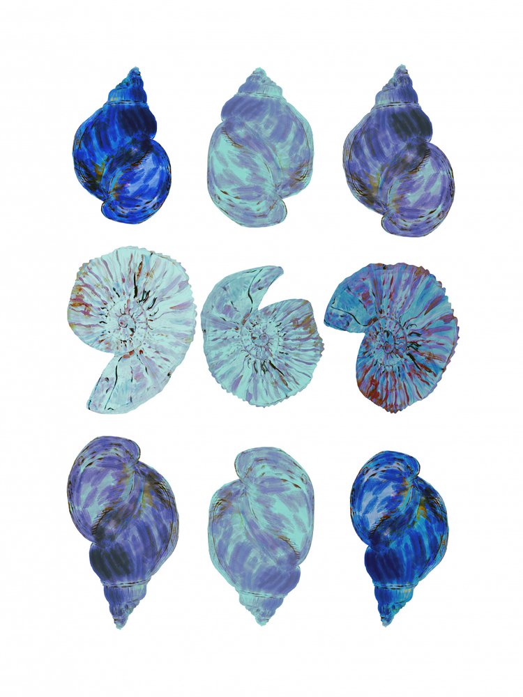 Conchas marinas de colores vivos de cartissi
