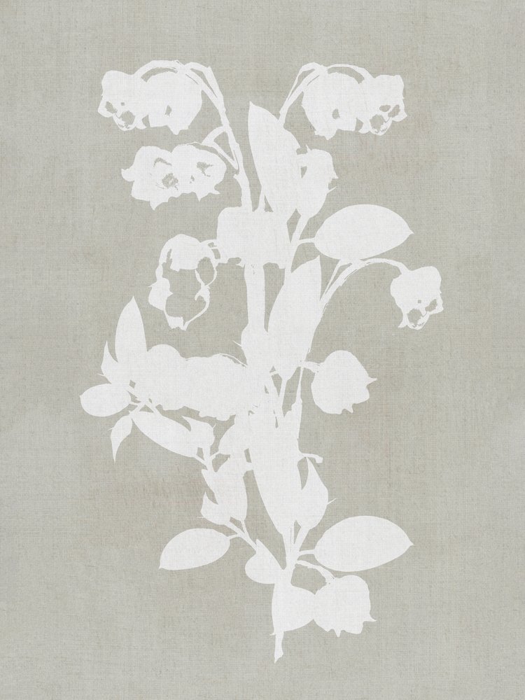 Flores botánicas blancas de cartissi