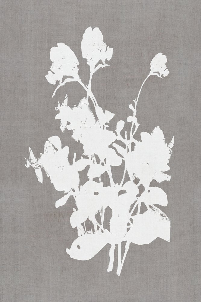 Silueta floral blanca de cartissi