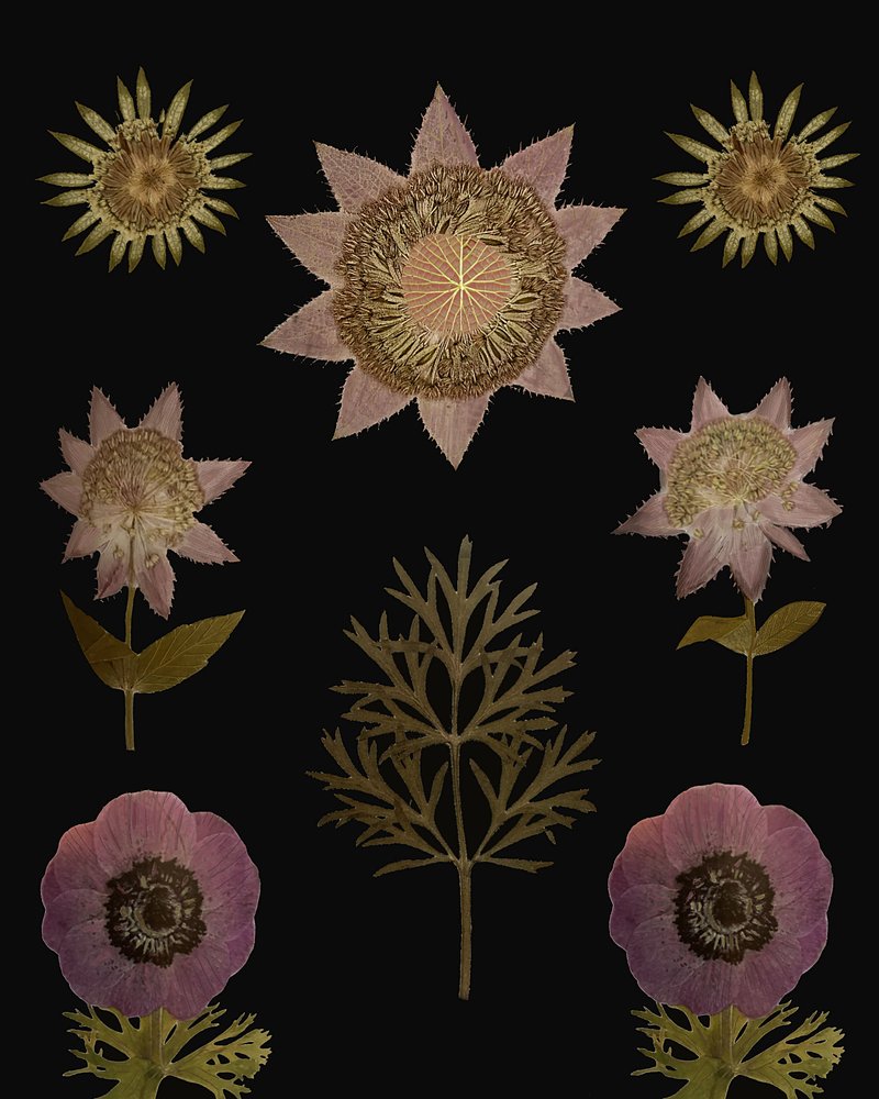  de giovanna nicolo