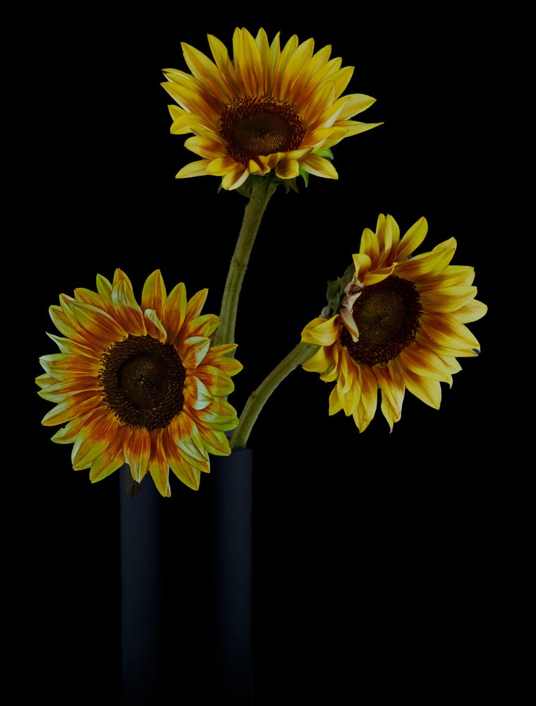 Arreglo floral de girasoles dorados de jlloydphoto