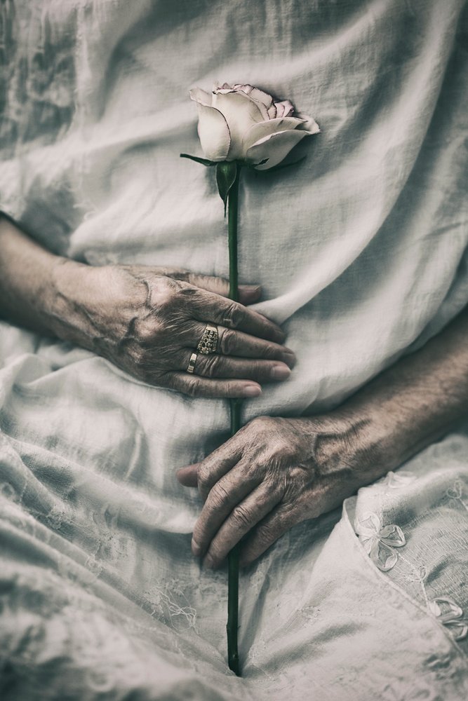 Unas manos delicadas sostienen una rosa de nima.zadshir