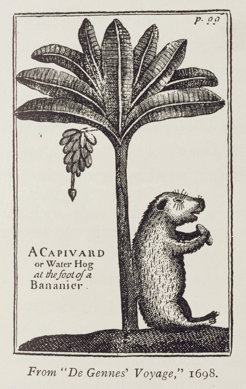 Un Capivara o Cerdo de Agua al pie de un Bananero, del 