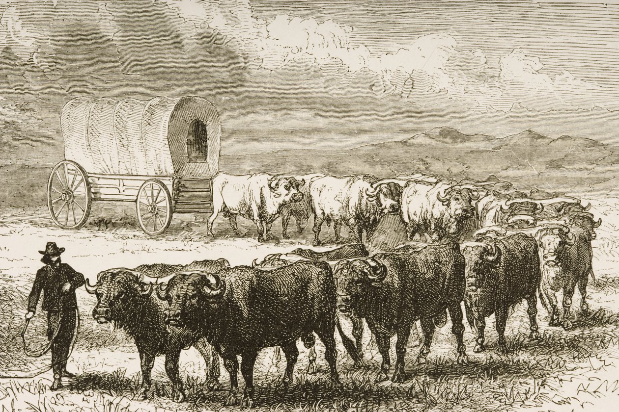 Un carro de bueyes cruzando las Grandes Llanuras entre St. Louis y Denver, c.1870, de 