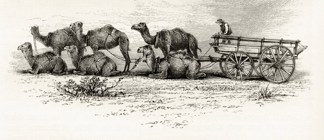 Camellos utilizados para transportar materiales a través del desierto en Australia, c.1880, de 